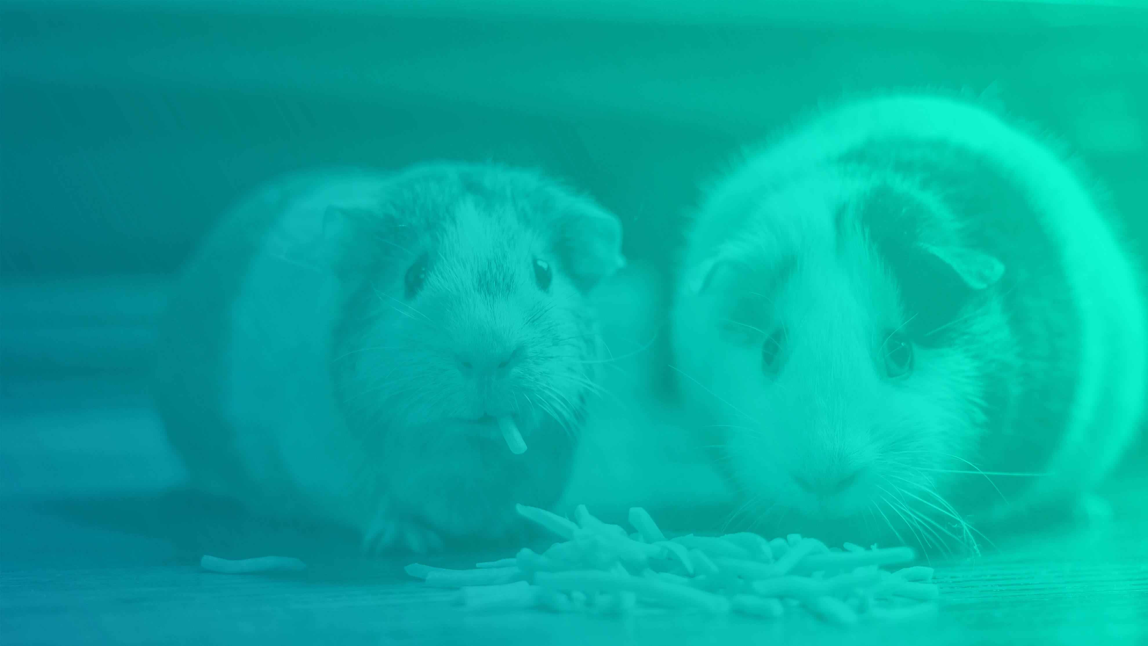 Pets_Vets_Guinea_Pig